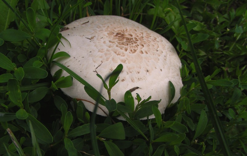 Agaricus campestris?